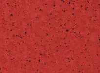 Acerola - scanmobile