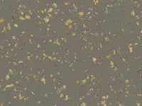 TARALAY-PREMIUM-POESY-2749-LYRIQUE